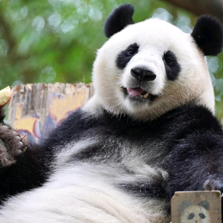 卷王翠猫