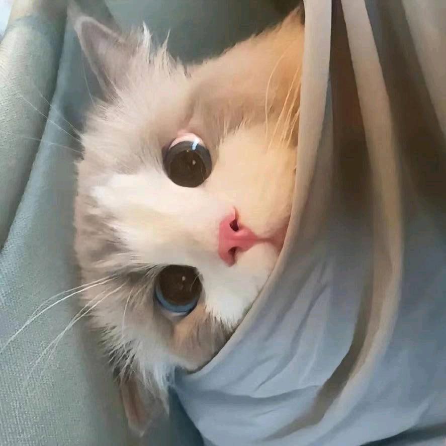 你的女朋友