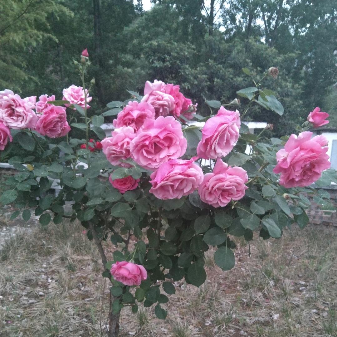 西塞山区户家塬百货店