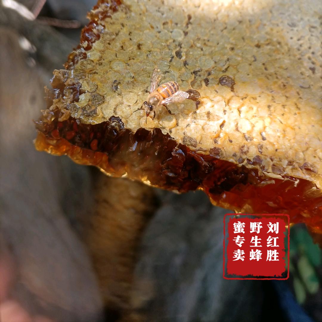 刘红胜野生蜂蜜专供