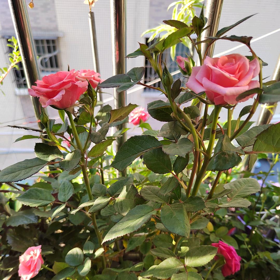 敏敏꧁棒棒ℒℴѵℯ唐¹³¹⁴꧂