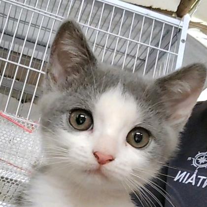 边边是只猫