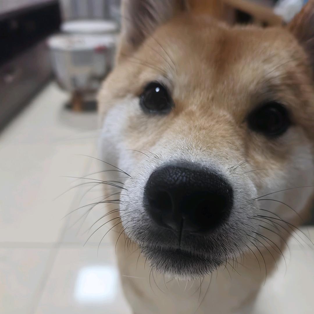 桑木果子