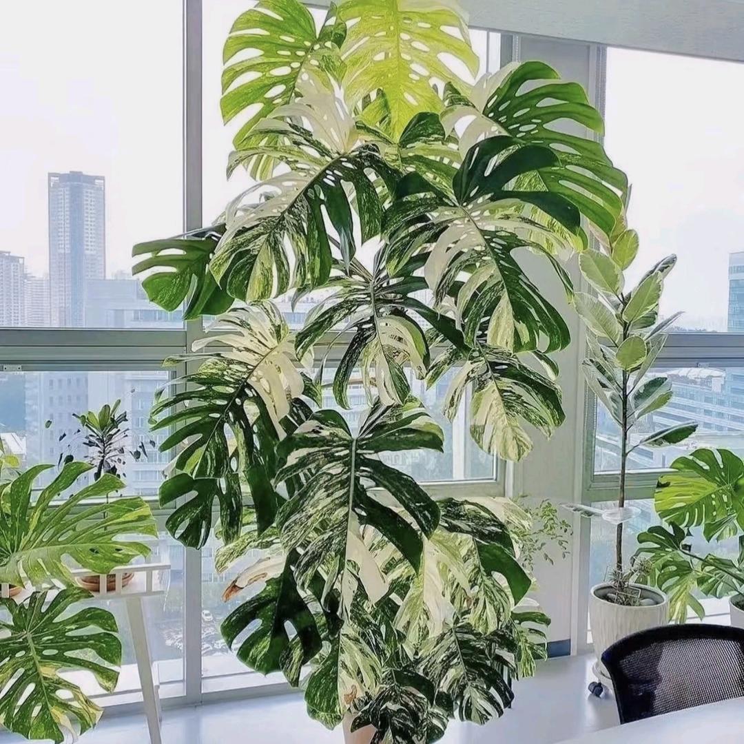 王先森的花园