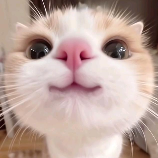 小o