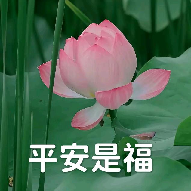 风雨彩虹
