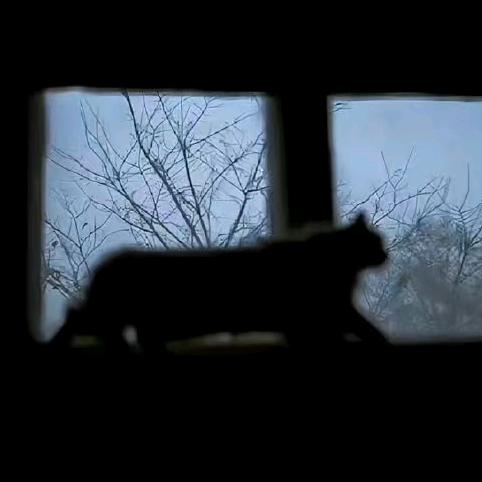 陈平安（品牌授权）