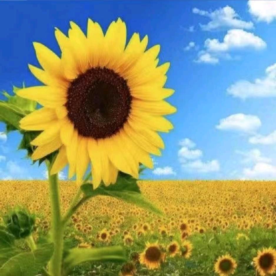 🍓美丽的小花朵🍓