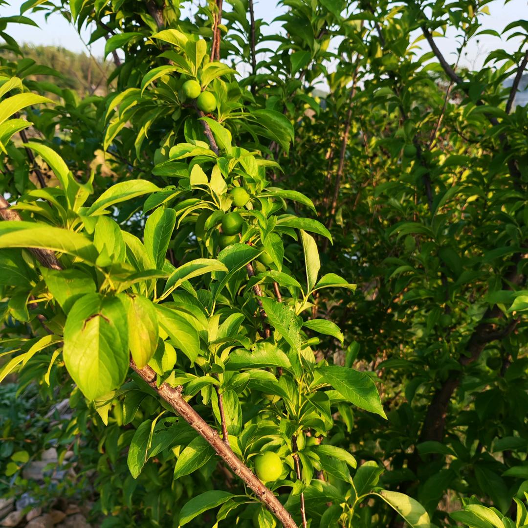 都是我的错吧！