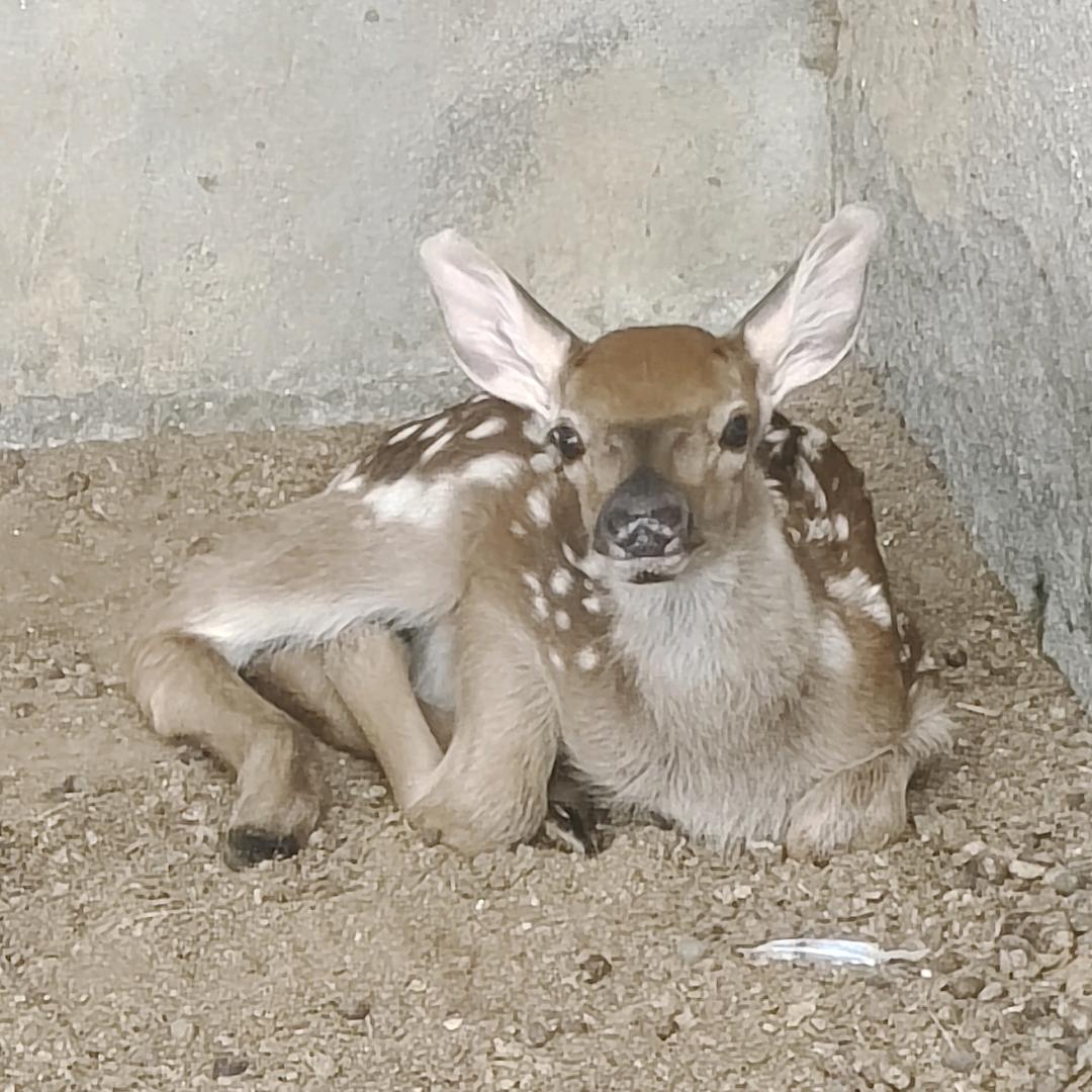 东戴河养鹿小樊