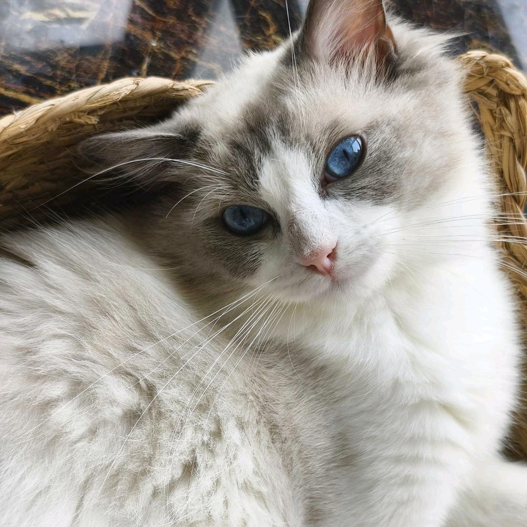 爱吃巧克力的猫