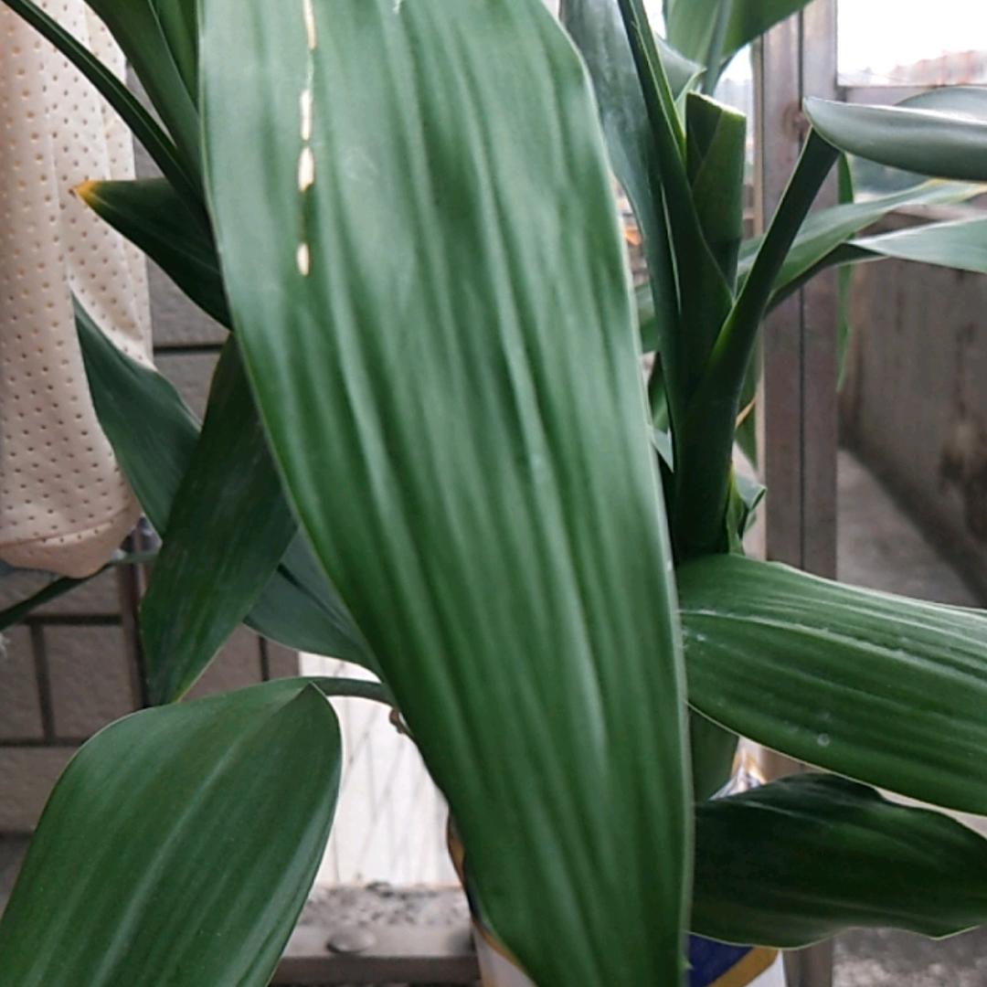悠悠