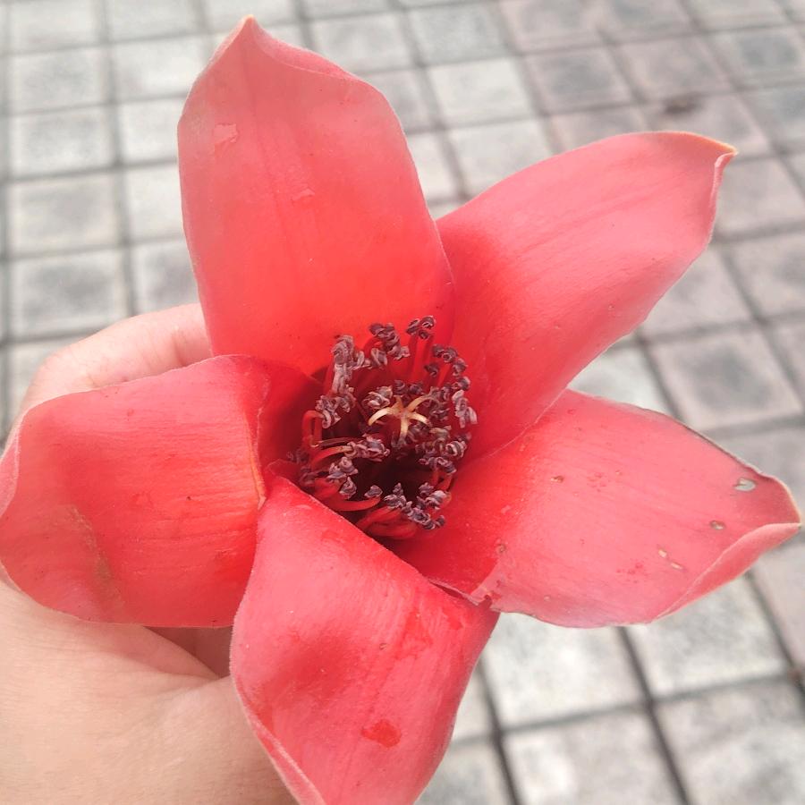 请带上你的🐷🐷