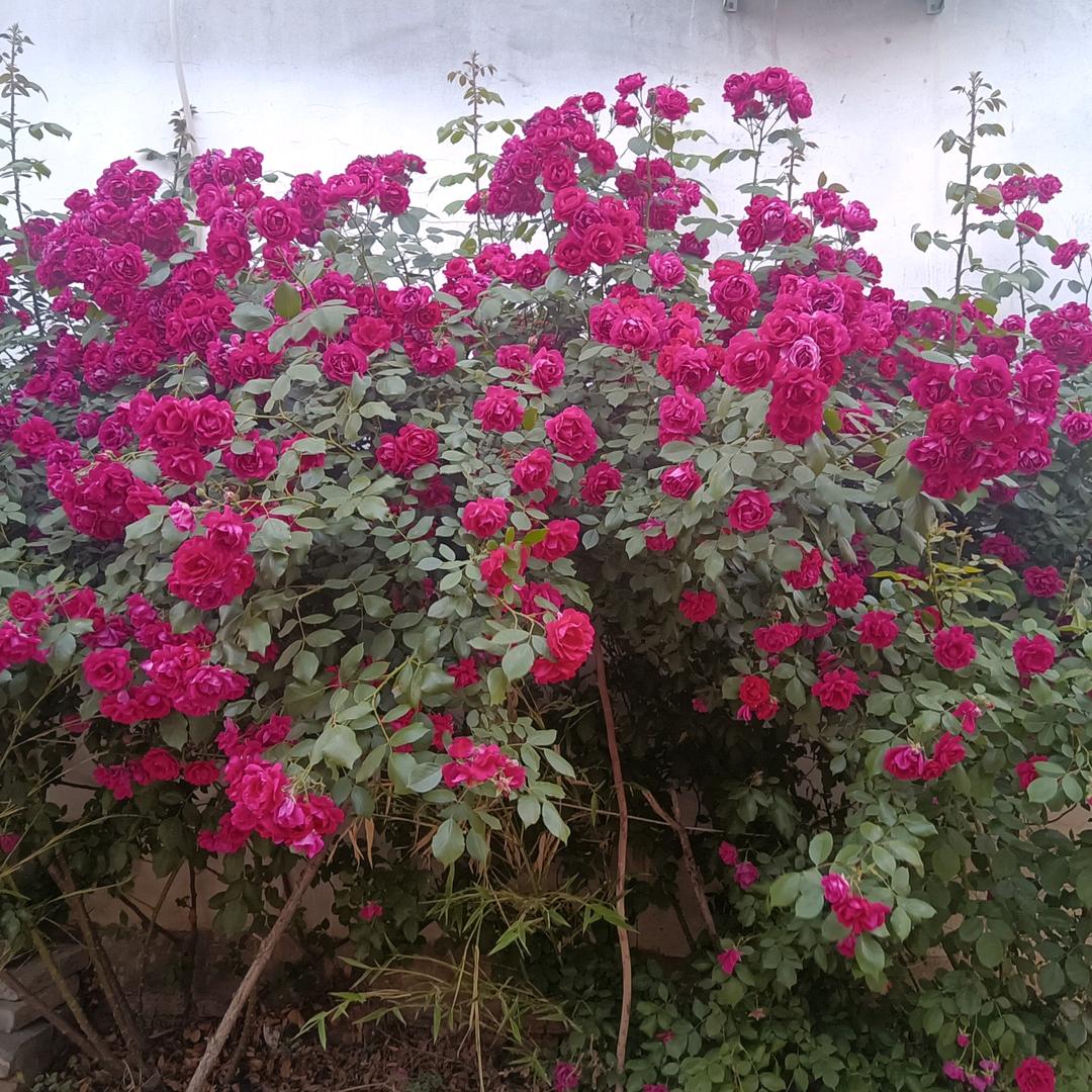 心放开站起来