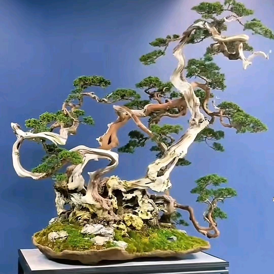 白虎肚