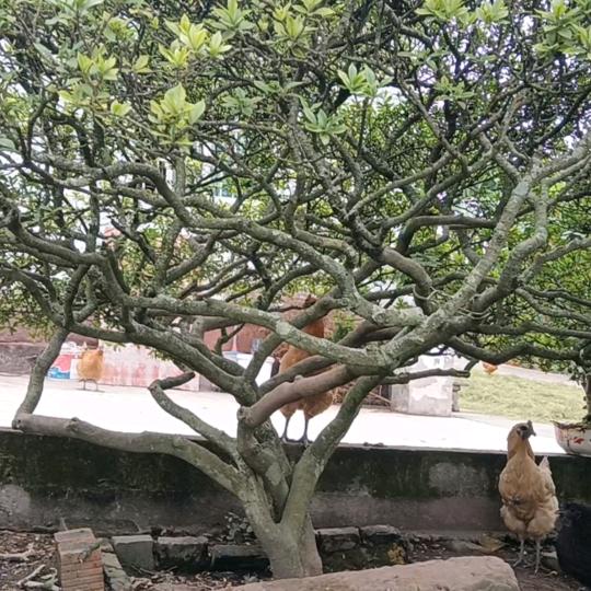 迷哥（造景艺术）