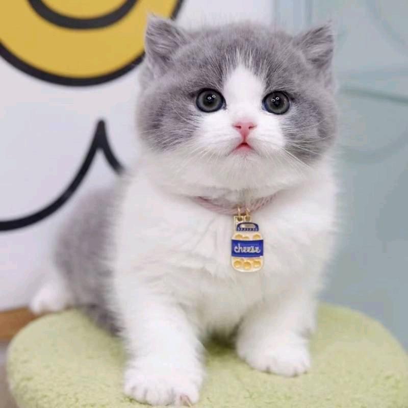 🍀ঞᩚ᭄幸运ꕥ້໌ᮨ相随 💞