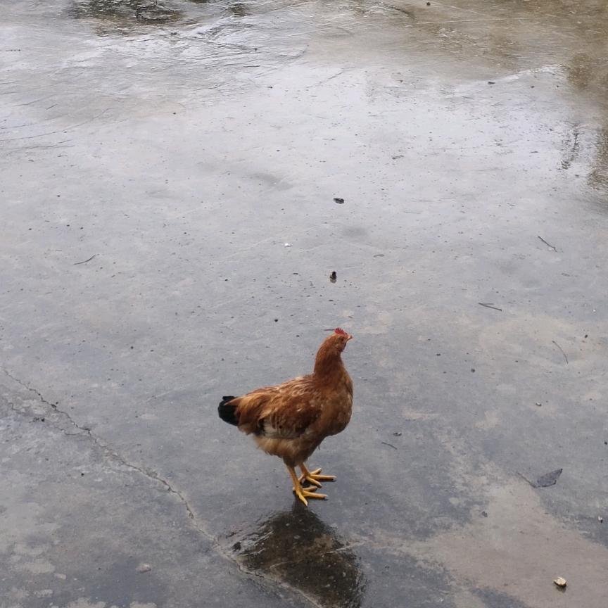 牛奶粉丝🌸🌹🌹🌹🌹?