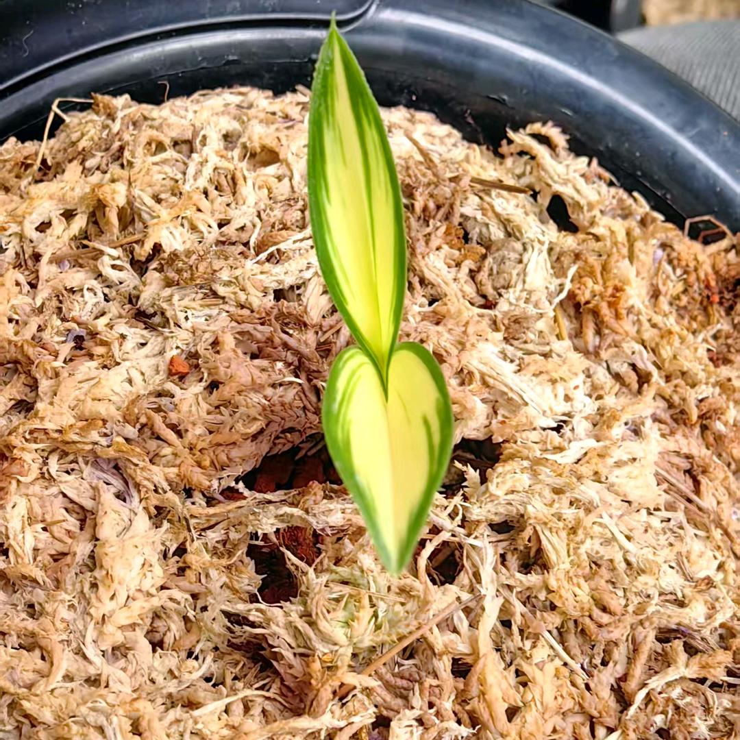 腾冲腾曦花卉