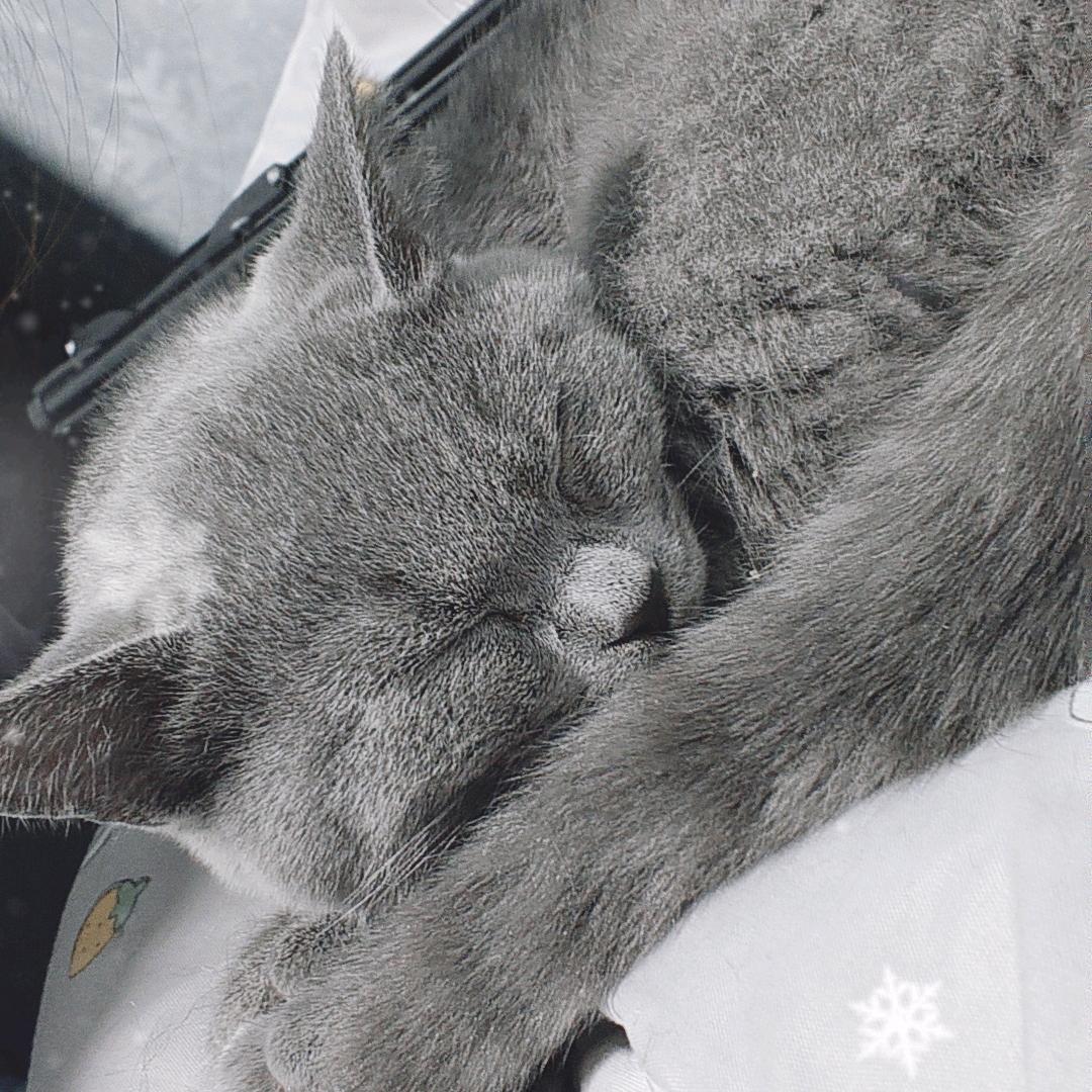 英巴是只猫🐱