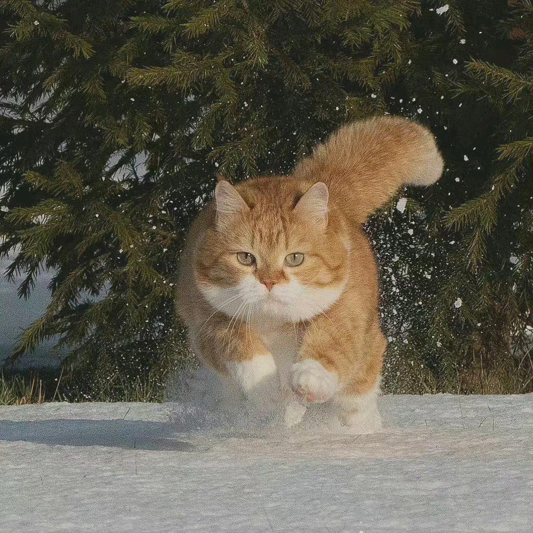 时间的猫