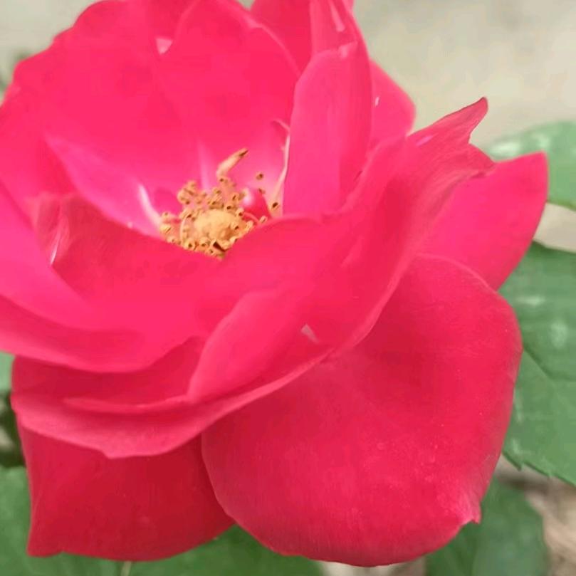 幸福的太阳