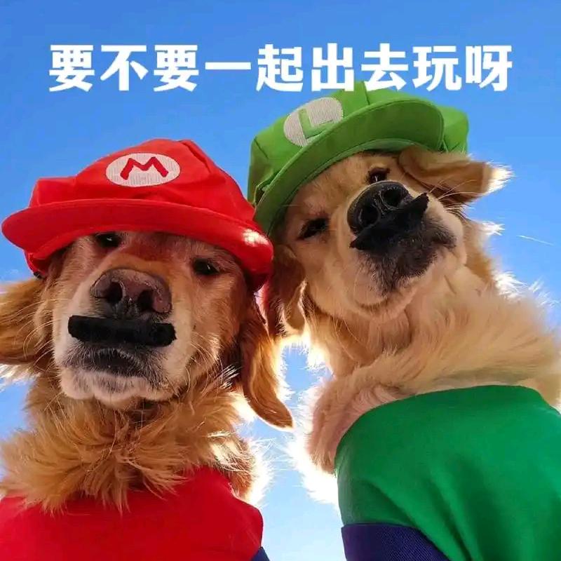 狗子的旅行日记