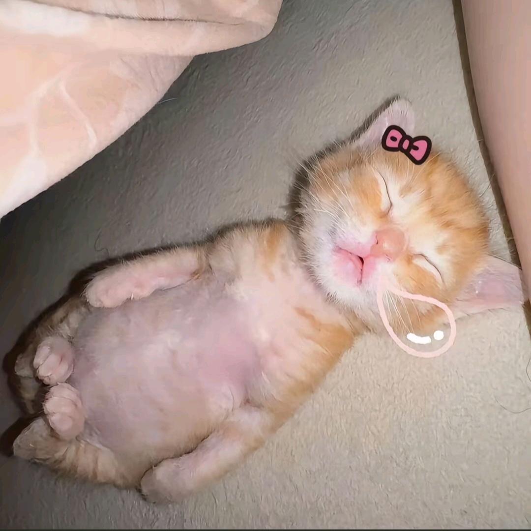瞌睡小猫(奶嗝版)