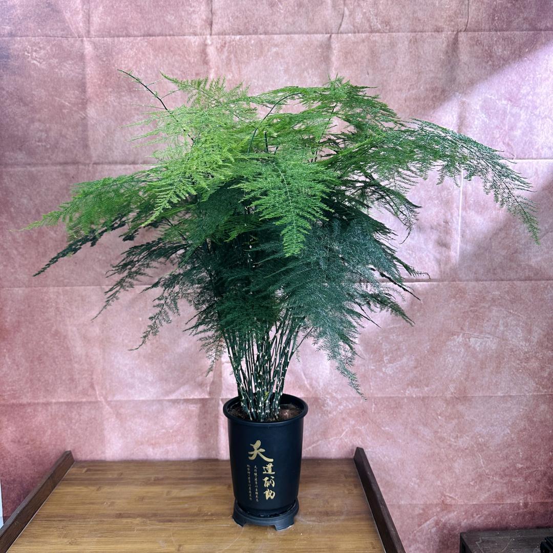 家有文竹绿植店