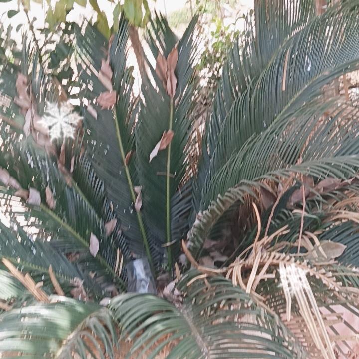 悦颖