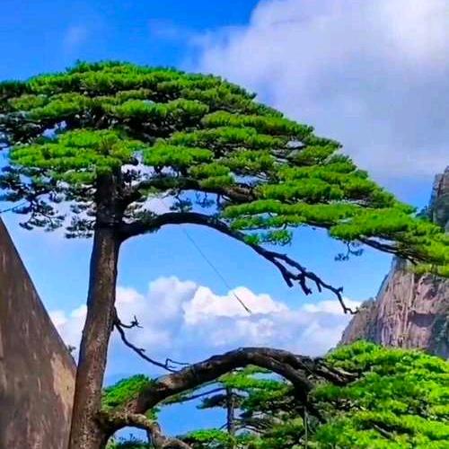 清风好物