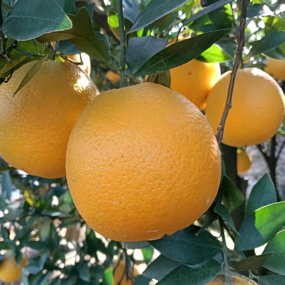 长阳蒋望月新鲜水果生活坊