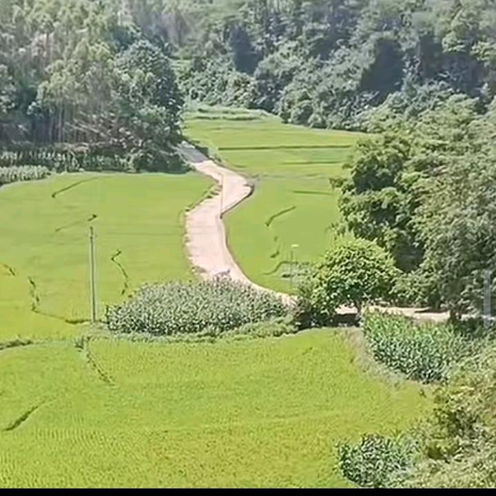全弟