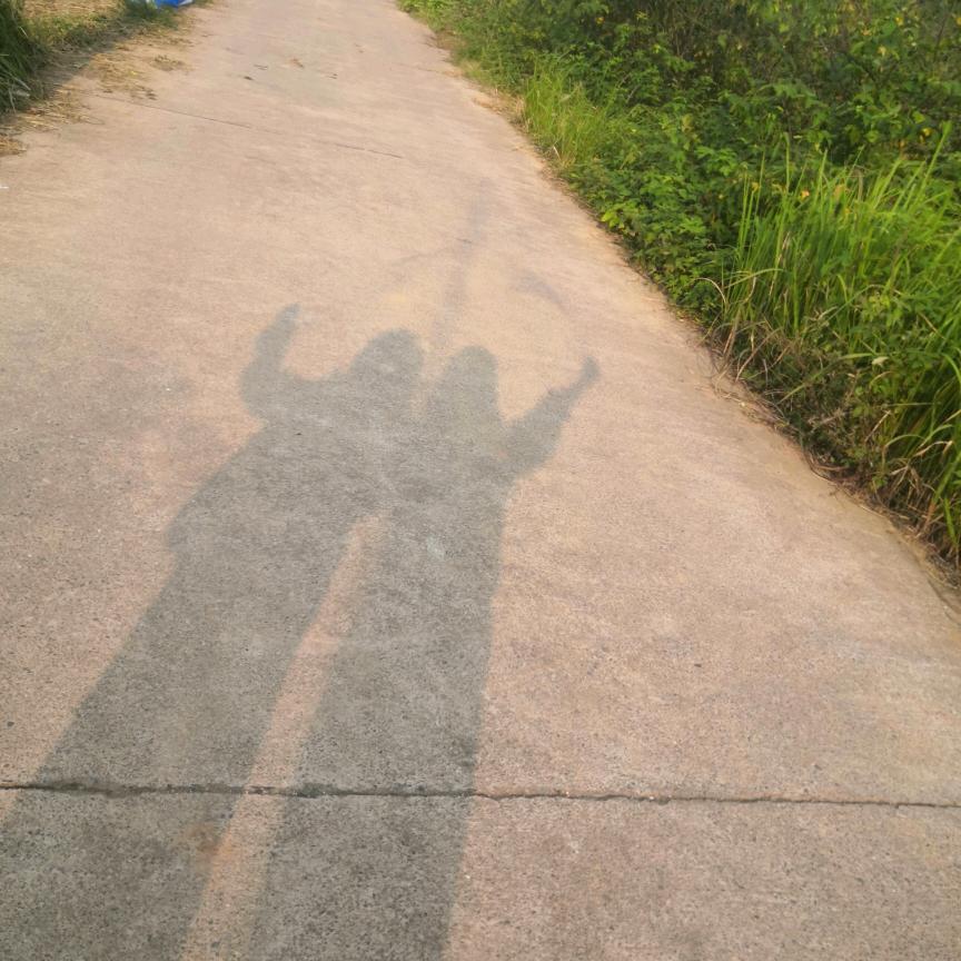 呆呆