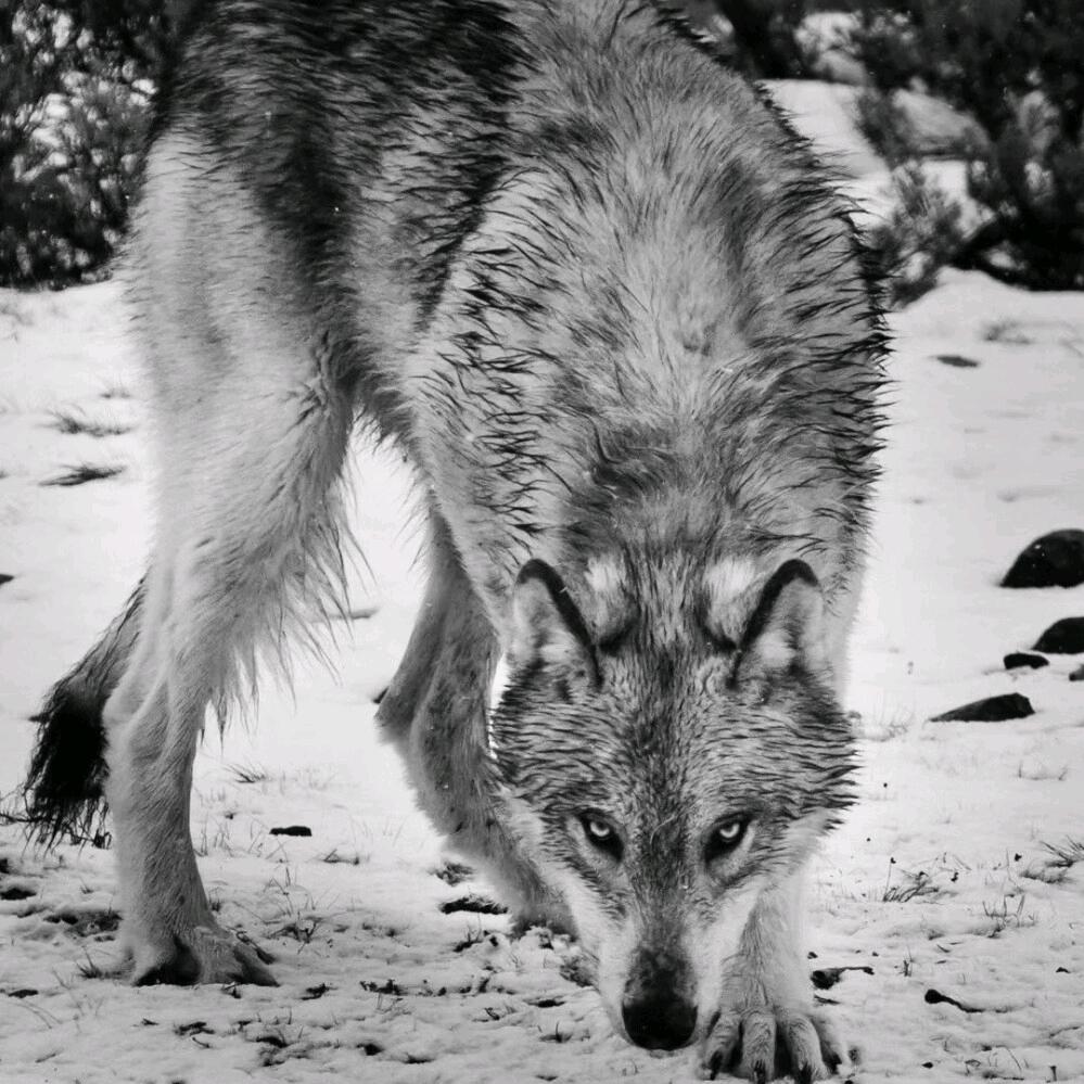嘿嘿🐺