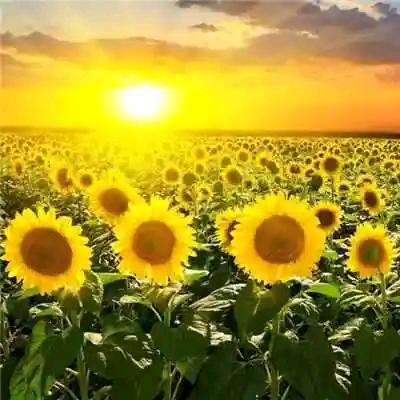 ☀️向阳而生☀️
