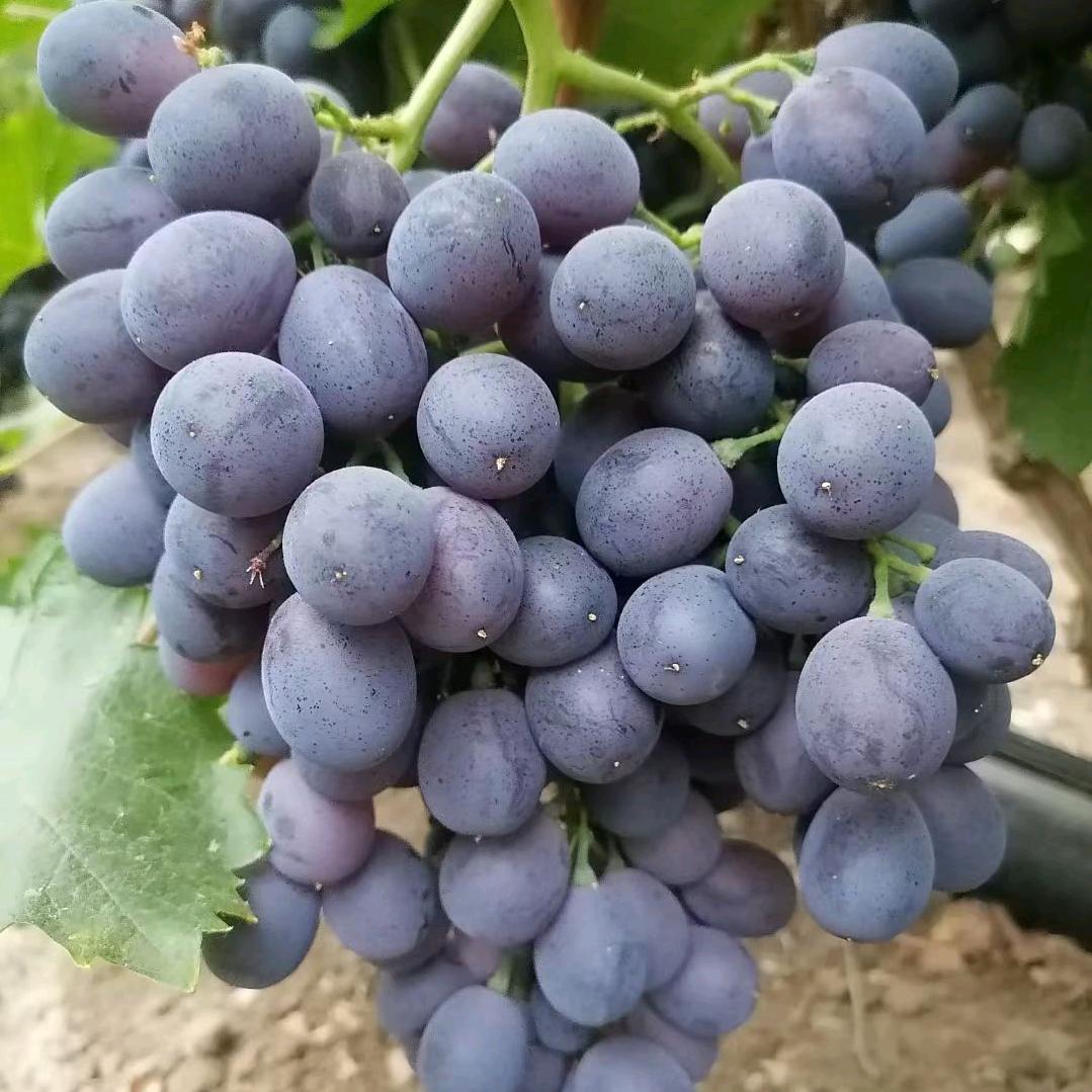 李家葡萄，草莓柿子采摘园