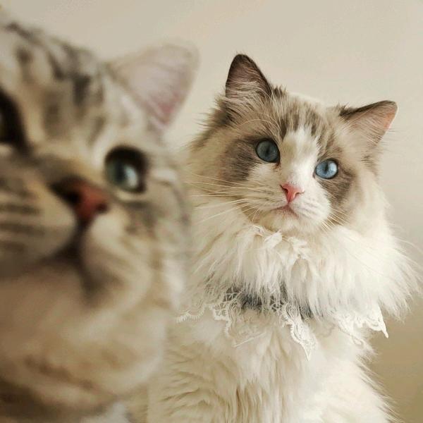 车车贴贴是两只猫