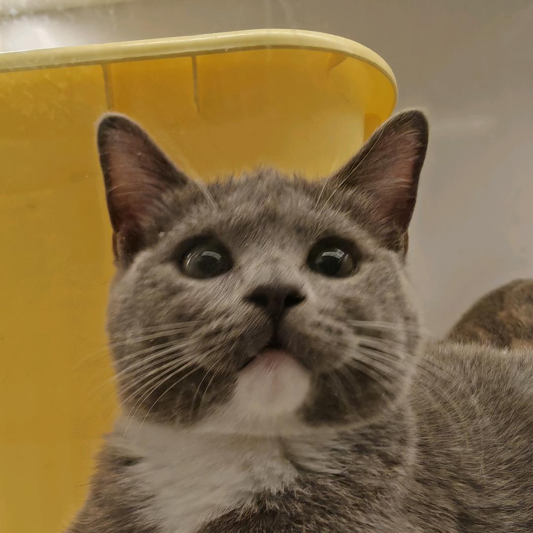 大云（此行昭昭）