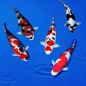 伊乐水族-远程指导