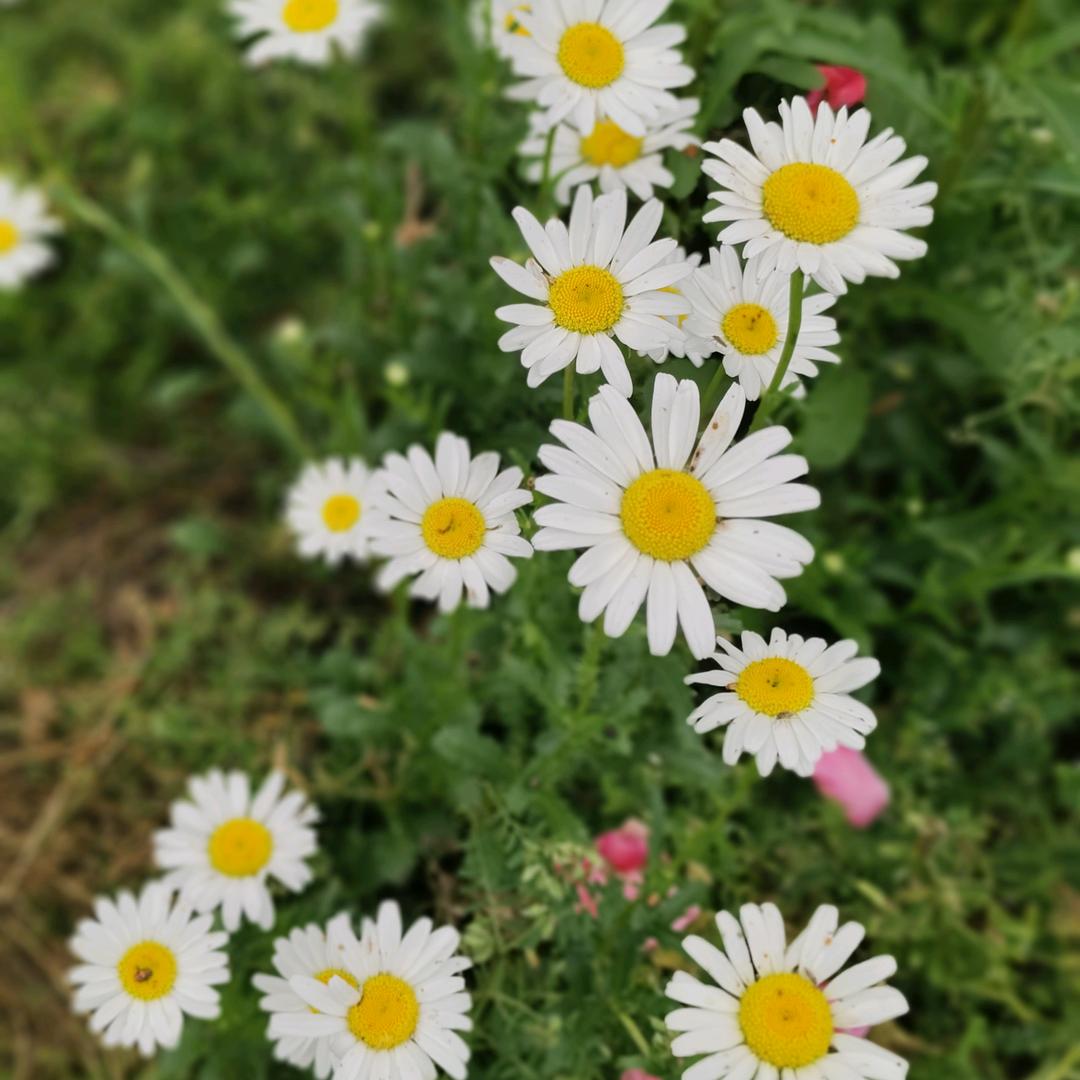 👣👑🥕🍼硕硕妈咪