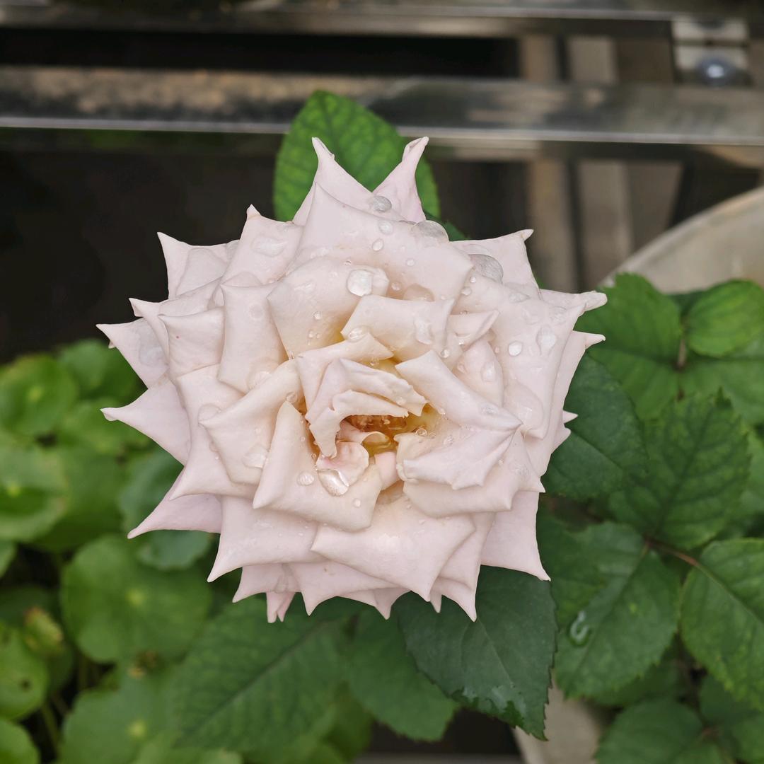 和曼青的点点滴滴