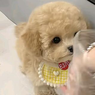 呼呼呼呼