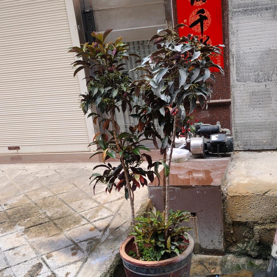 笑看人生