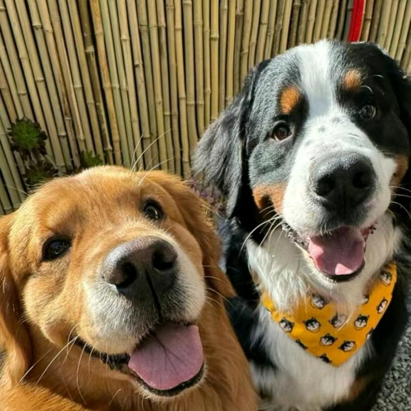 AAA万达绒绒发生