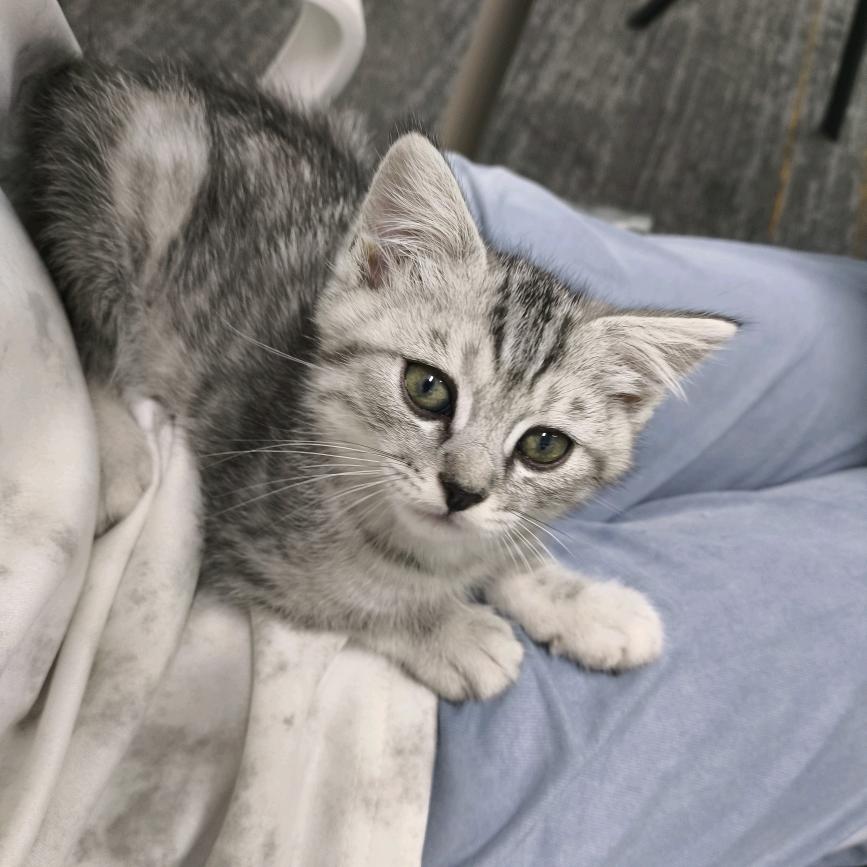 布偶胖子不是胖子（薅羊毛版）