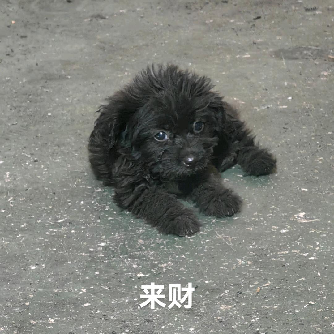 钓  —  蛋