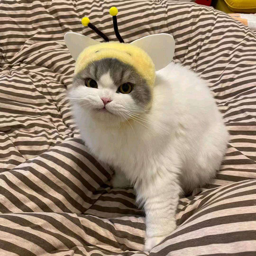 3猫茄