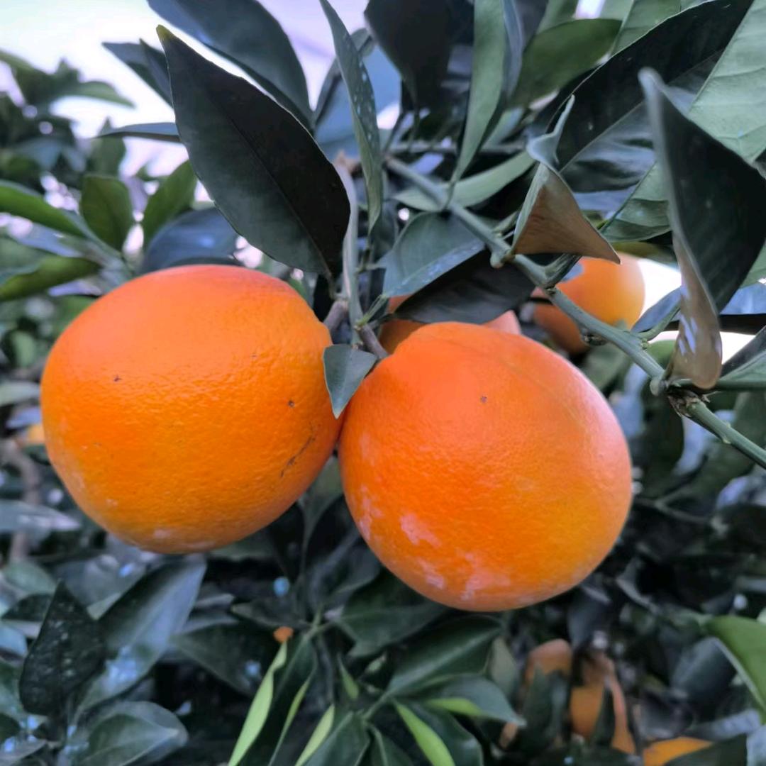 赣南信丰脐橙Good
