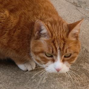 卡夫卡LOF🌾🐚